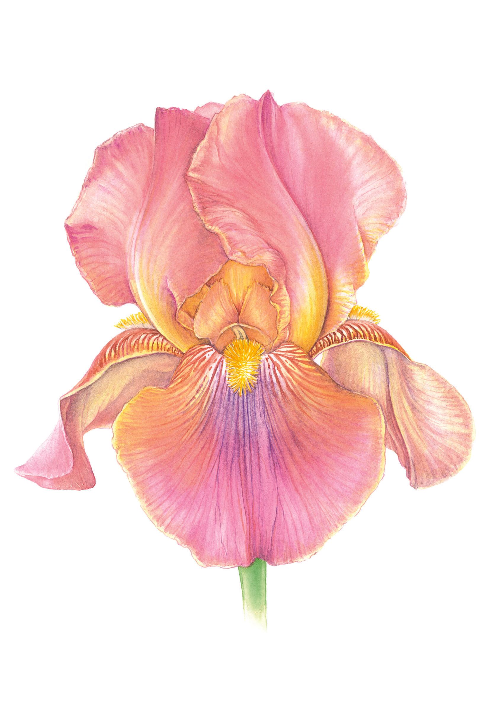 An illustration of the ‘Three Oaks iris which was bred by Agnes Whiting of Iowa and can be found at Sissinghurst Castle...