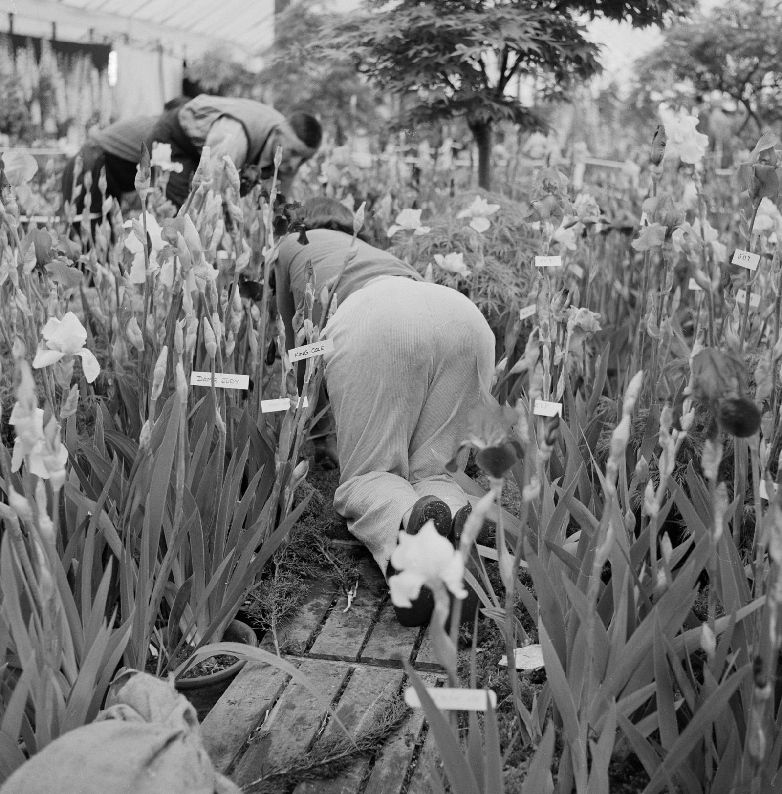 Best in show: rare photographs capture RHS Chelsea as it used to be