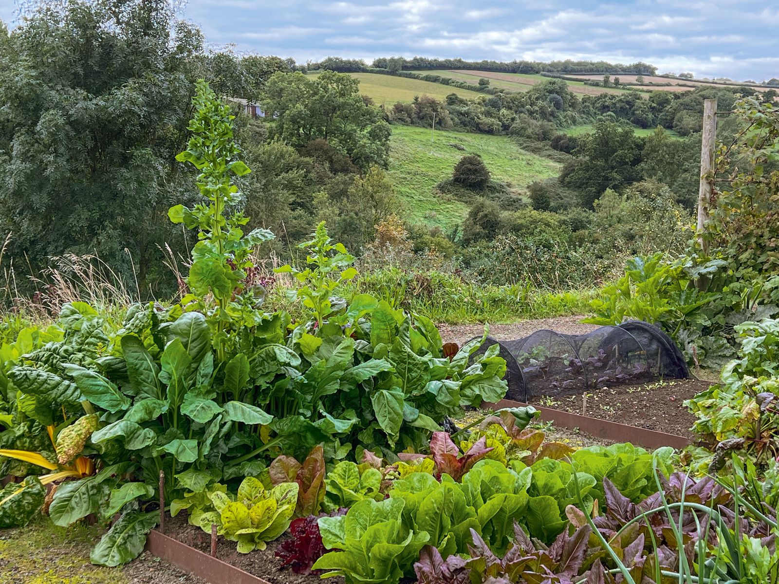 Image may contain Outdoors Nature Food Leafy Green Vegetable Plant Produce Vegetable and Countryside