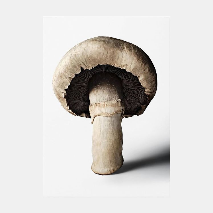 The Gourmands Mushroom