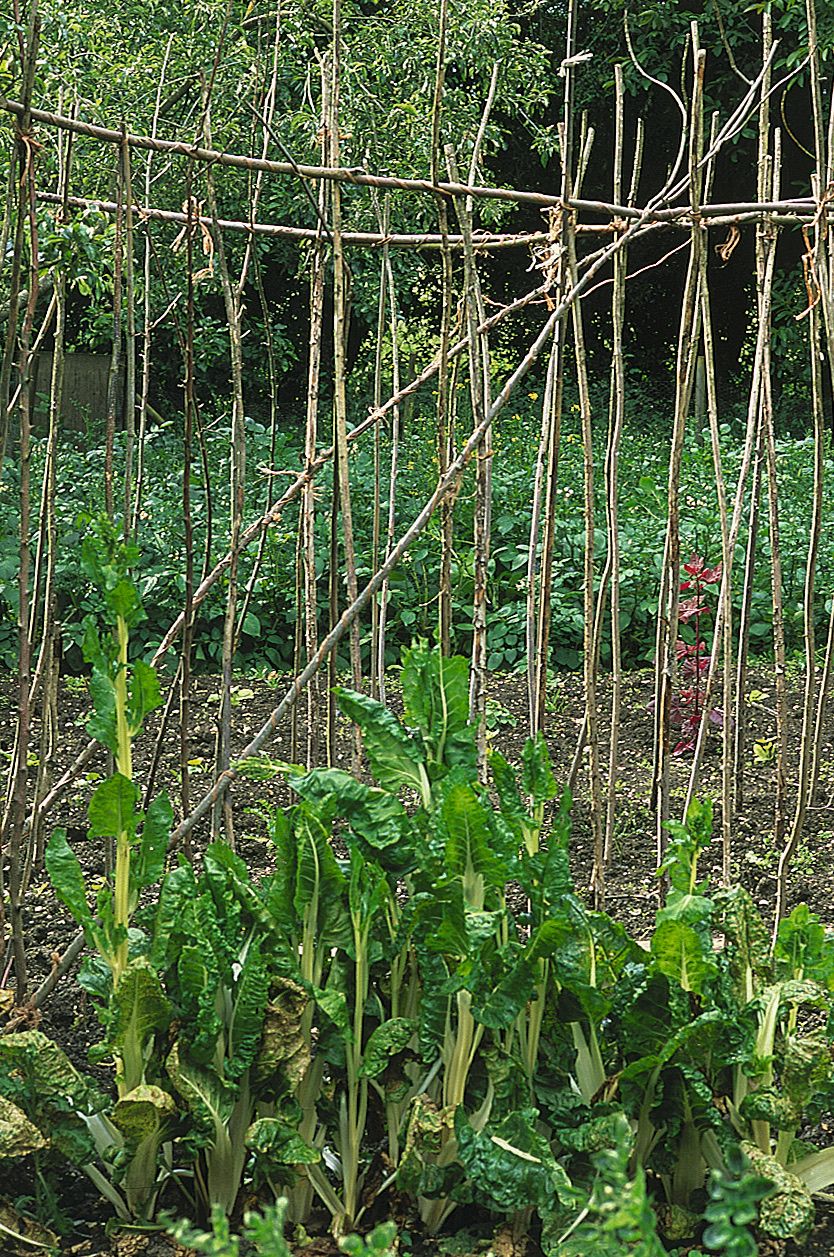 Image may contain Garden Nature Outdoors Plant Vegetation Soil Food and Produce