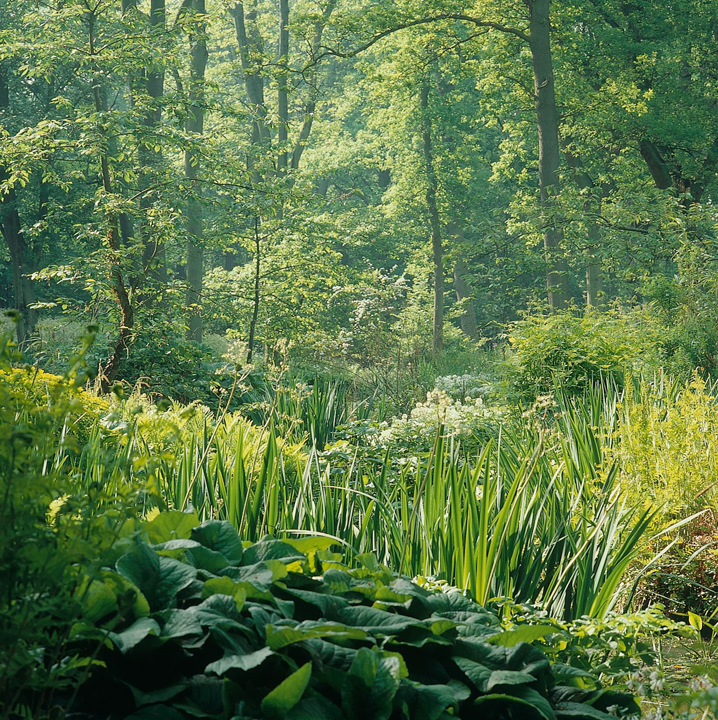 Woodlands at Vann garden Surrey